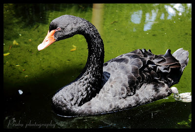 சிங்கப்பூர் பறவைகள் பூங்கா புகைப்படங்கள் -(BIRD PARK SINGAPORE) -Part-1 Birds park post-1 (4)